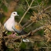 Hrdlicka divoka - Streptopelia turtur - Turtle Dove 5358